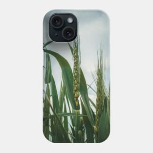 wheat crop Phone Case