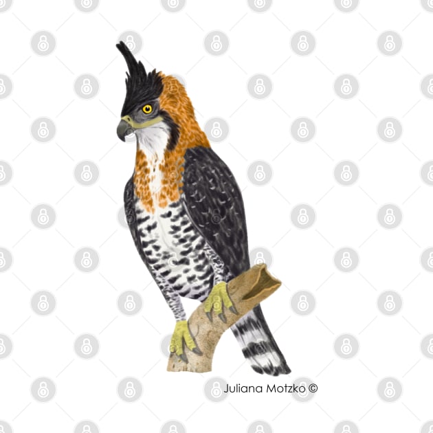 Ornate Hawk Eagle Bird by julianamotzko