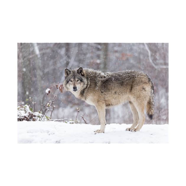 A lone Timber Wolf in the snow by josefpittner
