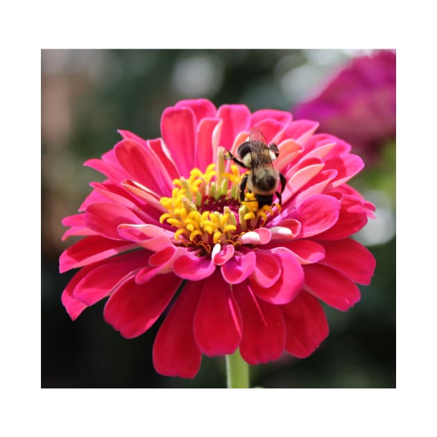 Bee Feeding On A Flower by Cynthia48