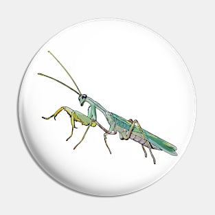 Sphodromantis lineola male Pin