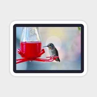 Hummingbird Halo Magnet