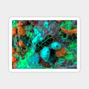 Coral reef and flatworm Magnet