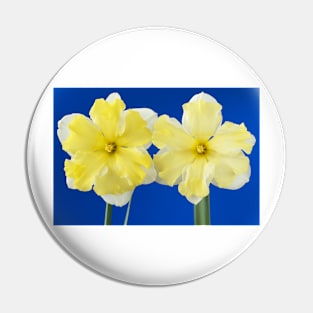 Narcissus  &#39;Cassata&#39;  Daffodil  Division 11a Split-corona: Collar Pin