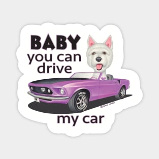 Cute adorable sweet Westie Driving a Classic Mustang Magnet