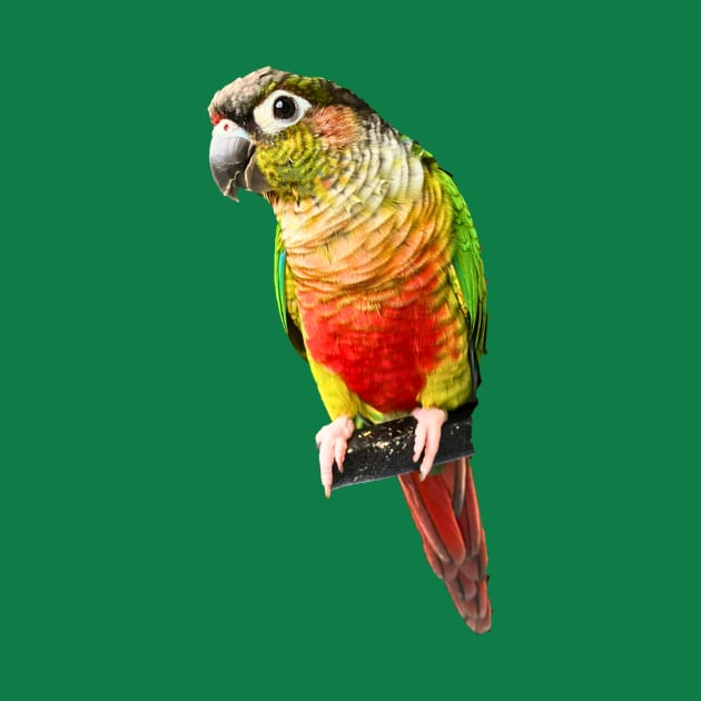 Conure Parrot Bird design | Green cheek | Love for birds by TatianaLG