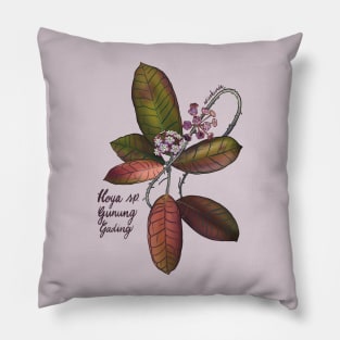 Hoya sp gunung gading in bloom Pillow