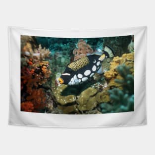 Clown triggerfish (Z605/0978) Tapestry