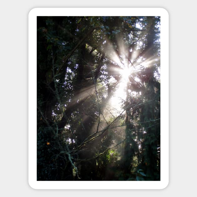 fall morning forest sun rays 3 - Sun Rays - Sticker | TeePublic