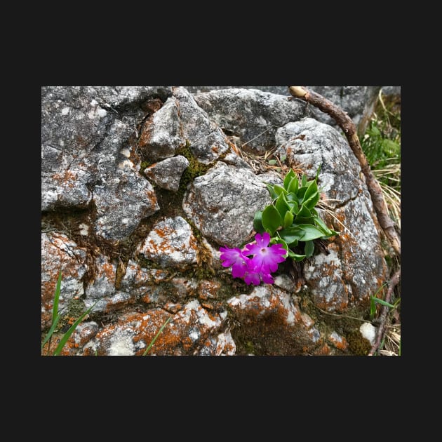 Purple Alpine Flower in Rocks by ephotocard