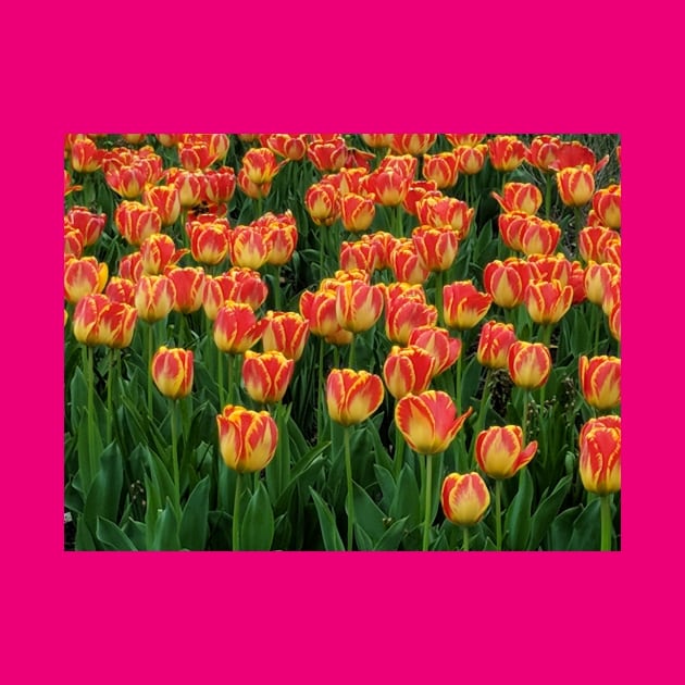 Tulips by Juli Man U