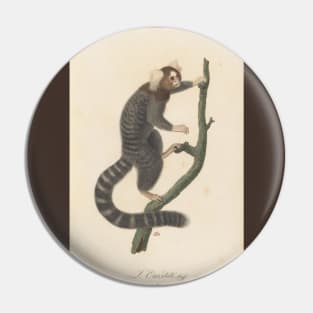 Common marmoset Pin