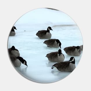 Canadian Geese Flock Resting On The Snow Pin