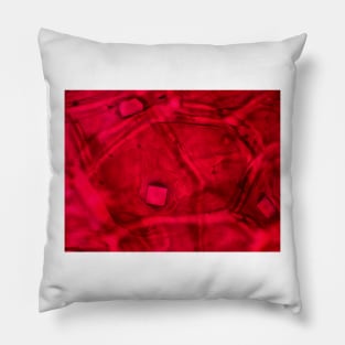 Red onion skin with oxalate crystals under the microscope Pillow