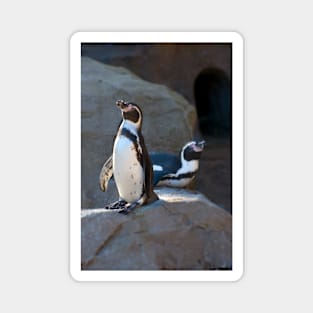 Humboldt Penguins Magnet