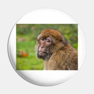 Close-up of a Barbary macaque Pin