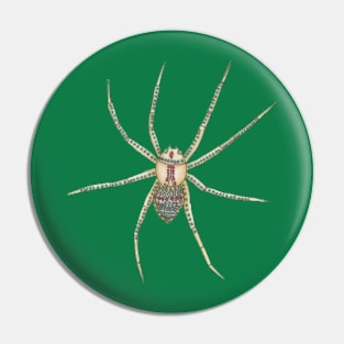Spider, on green. Pin