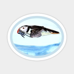 Atlantic Puffin flying over the ocean Magnet