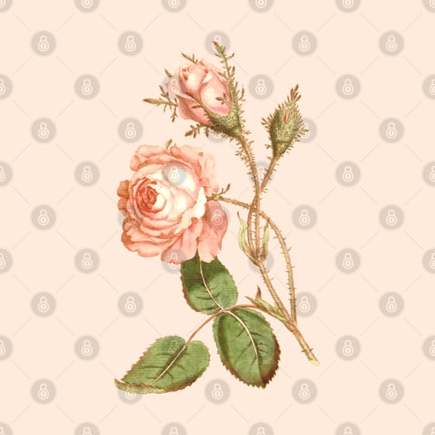 Pink rose flower Vintage Botanical Print by Biophilia