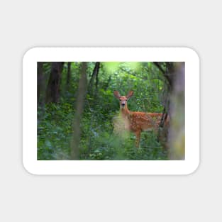 Forest Fawn - White-tailed deer Magnet