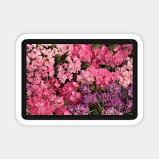 Pink flowers Magnet