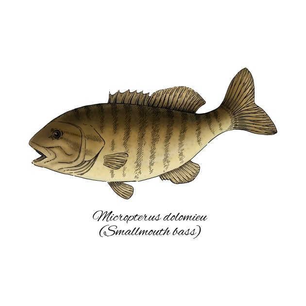 Micropterus dolomieu by eugeniahauss