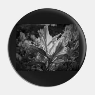 Black and White Plant Photo Pin