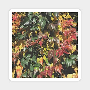 Amazing Autumn Leaves Magnet