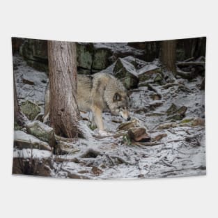 Eastern Gray Wolf Tapestry