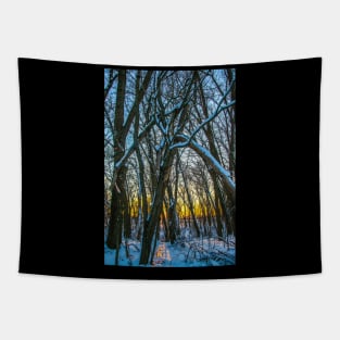 Winter landscape - frosty trees in snowy forest in the sunny morning. Tranquil winter nature in sunlight Tapestry