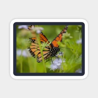 Butterfly Whisperer Magnet