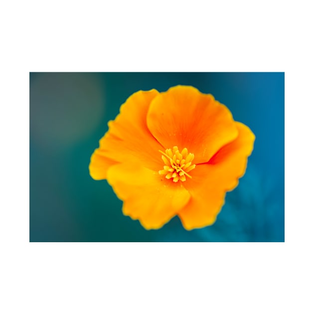 Close-up of a California poppy by blossomcophoto