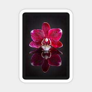 Pink Orchid Reflection with Raindrops Magnet