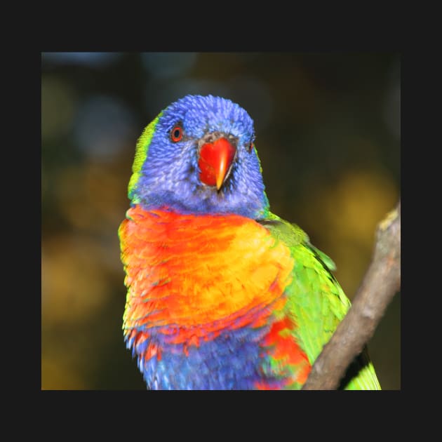 Rainbow Lorikeet Portrait by Carole-Anne