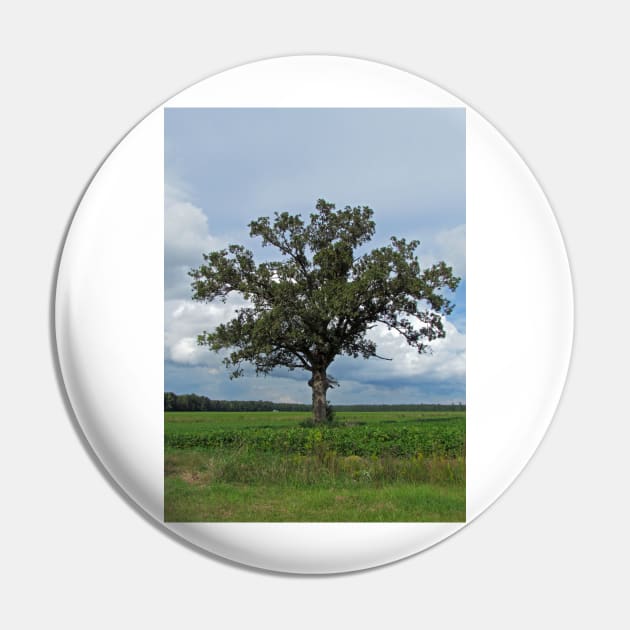 Single Tree In The Wide Open Fields Pin by Cynthia48