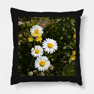 A grouping of springtime daisies Pillow