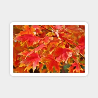 Autumn Leaves Magnet