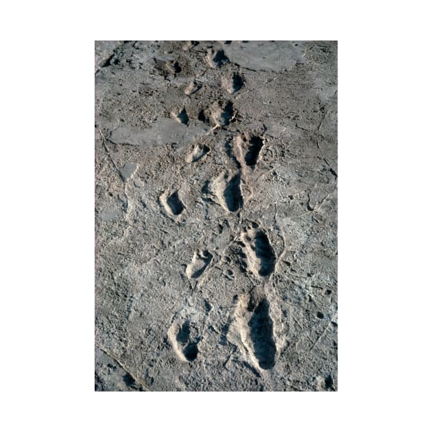 Trail of Laetoli footprints. (E437/0041) by SciencePhoto