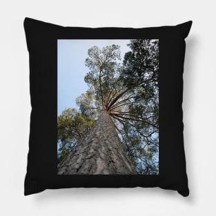 Up view of tree and sunlight effect Pillow