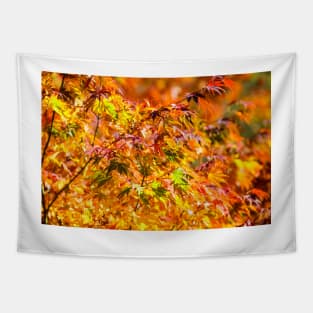 Maple tree red and orange autumn leafs Tapestry