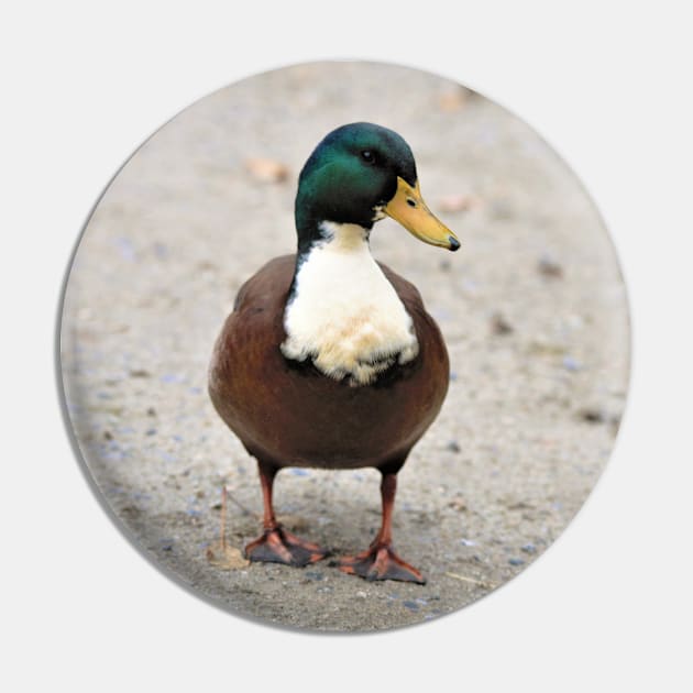 Domestic Bibbed (Duclair) Mallard Odd Duck Pin by walkswithnature