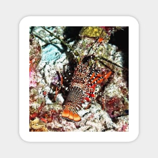 Caribbean Spotted Spiny Lobster at Night Magnet