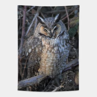 Photo Op with a Long-Eared Owl Tapestry