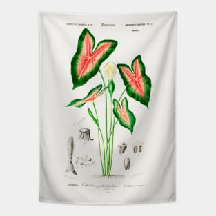 Elephant ear (Caladium bicolor) Tapestry