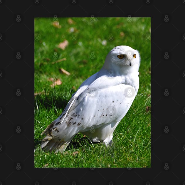 Snowy Owl by declancarr