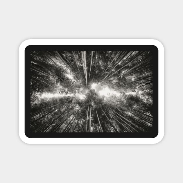 Bamboo Forest (black and white) Magnet by hraunphoto