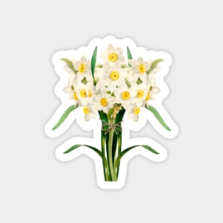 Bunch of daffodils - mellow yellow Magnet