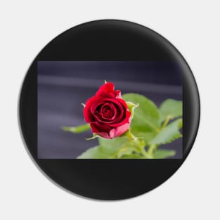 Red Rose top view Pin