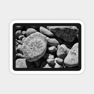 Fossils in Black and White Magnet