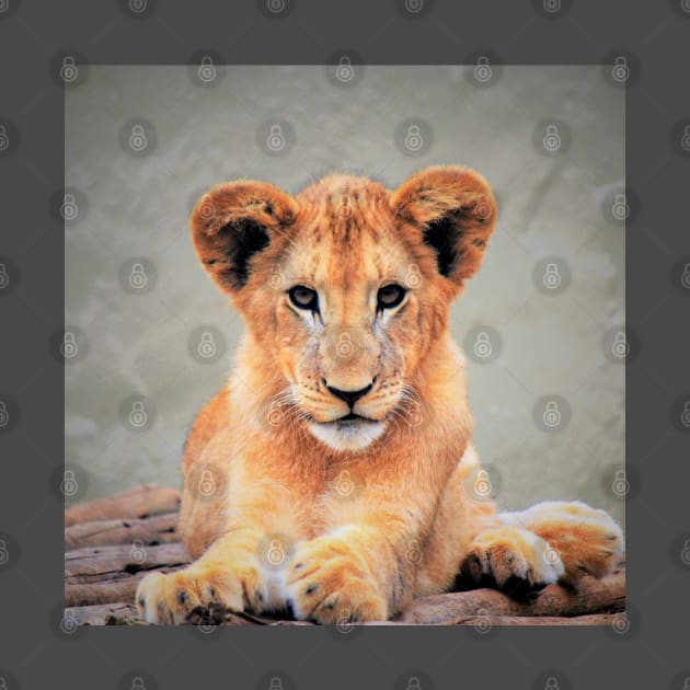 Lion Cub by Fitra Design